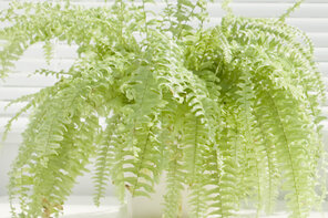 Indoor Garten Indoor Garten